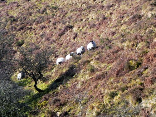 2.-Sheep-by-Chalk-Water-2