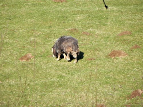 2.-Sheep-near-Luckwell-Bridge-2