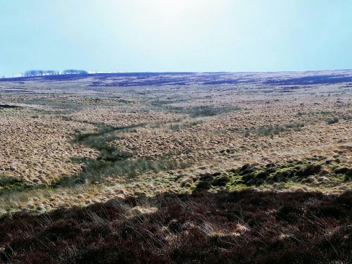 2.-Source-at-top-of-Madacombe-4