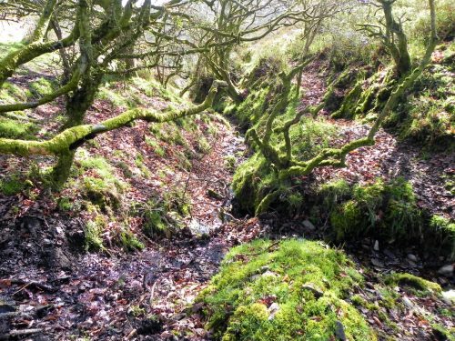 2.-The-early-stream-2