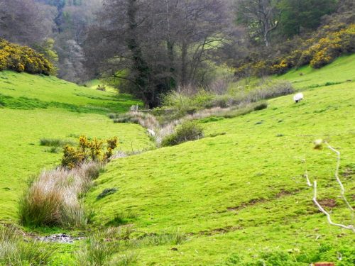 2.-Tivington-head-stream-source-2