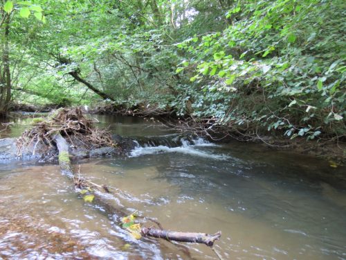 2.-Upper-Weir-Muzzy-Grove-Copse