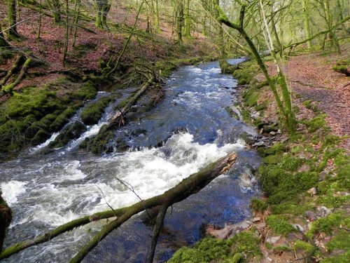 20.-Flowing-past-West-Hollowcombe-Wood-2