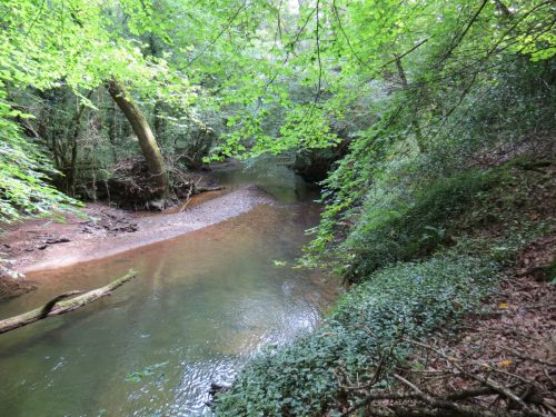 20.-Flowing-through-Muzzy-Grove-Copse