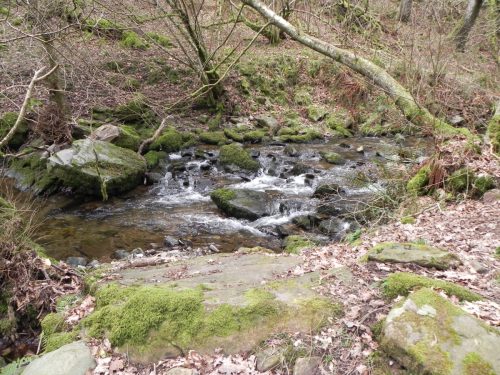 20.-Flowing-through-Wilmersham-Wood