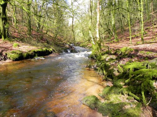 21.-Flowing-past-West-Hollowcombe-Wood-2