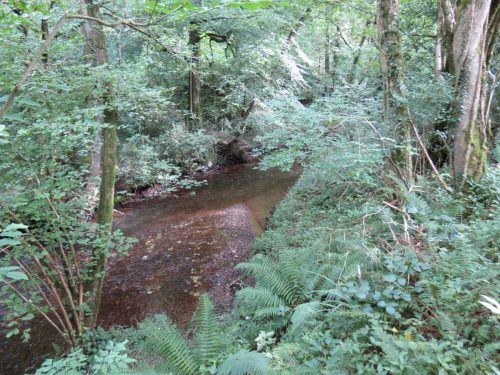 21.-Flowing-through-Muzzy-Grove-Copse