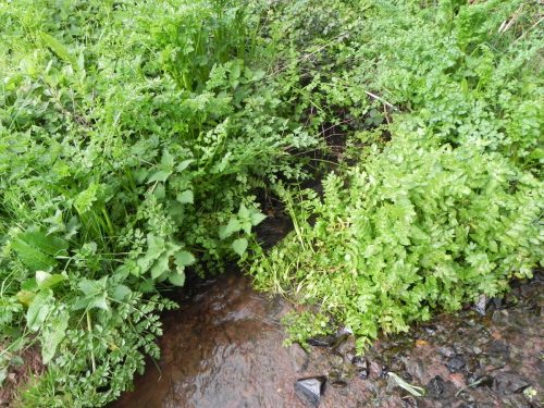 21.-Tivington-Knowle-headstream