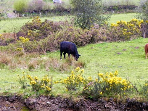 22.-Cows-by-River-Heddon-2