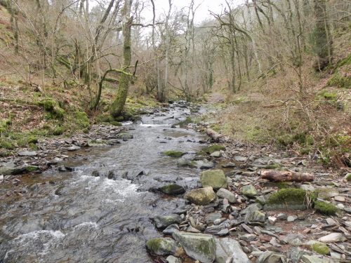22.-Flowing-through-Wilmersham-Wood