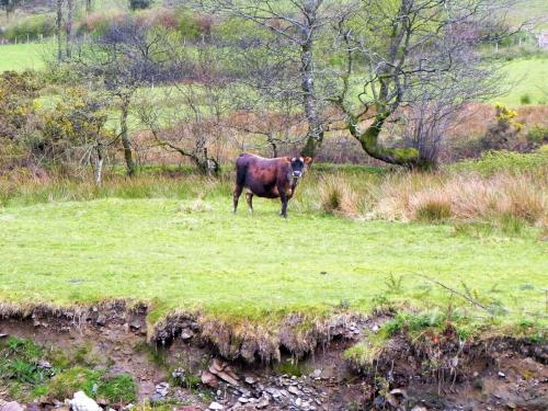 23.-Cows-by-River-Heddon-2