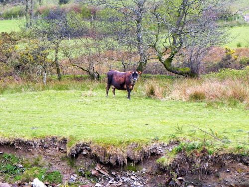 23.-Cows-by-River-Heddon-2