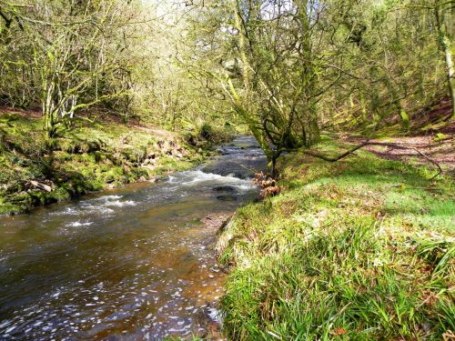23.-Flowing-past-West-Hollowcombe-Wood-2