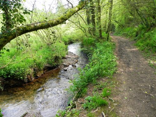 23.-Flowing-through-Roadway-Wood-20