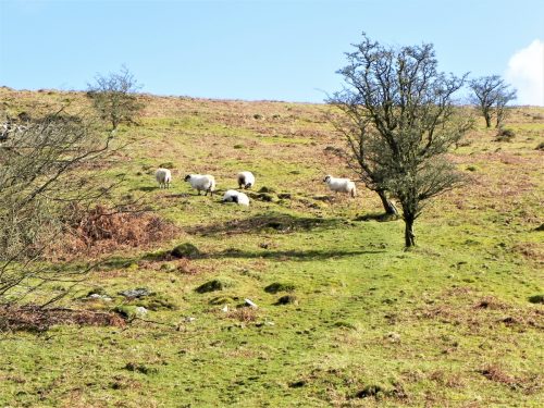 23.-Sheep-above-Hoaroak-Water-2