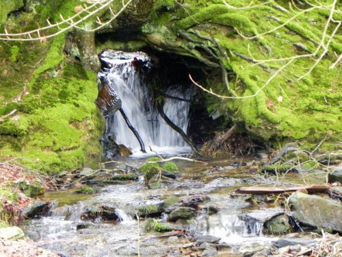 24.-Cascade-out-of-tree-roots-2