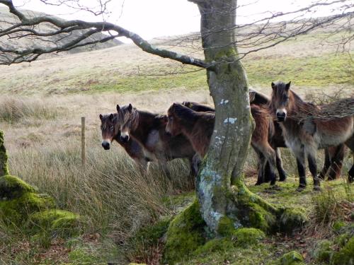 24.-Exmoor-ponies-by-Hoaroak-Water-2