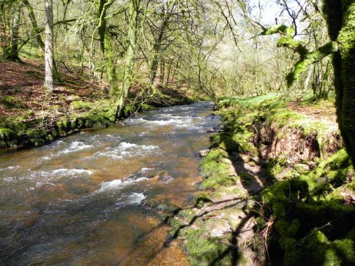 24.-Flowing-past-Yamson-Coppice-2