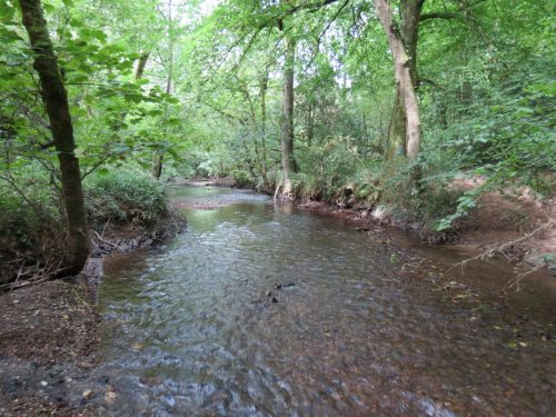 24.-Flowing-through-Clover-Close-Copse