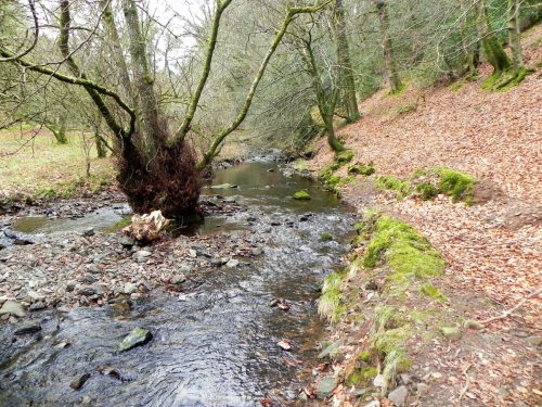24.-Flowing-through-Pool-Wood-2