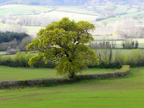 24.-Tivington-tree-2