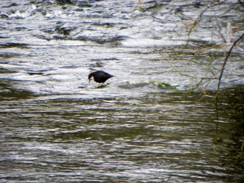 25.-Dipper-fishing-on-Oare-Water-2