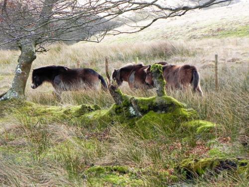 25.-Exmoor-ponies-by-Hoaroak-Water-2