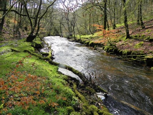 25.-Flowing-past-Yamson-Coppice-2