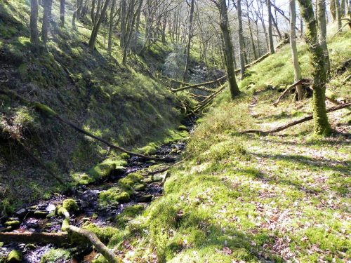 25.-Flowing-through-Bromham-Wood-2