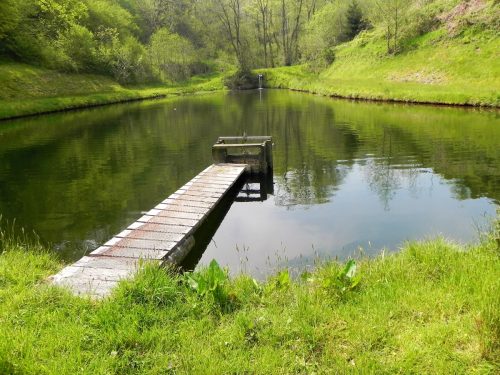 25.-Old-Stowey-Wood-pond-6