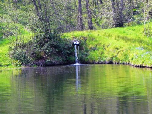 25.-Old-Stowey-Wood-pond-7