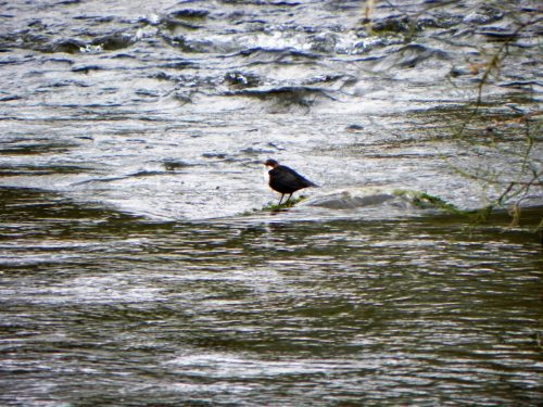 26.-Dipper-fishing-on-Oare-Water-2