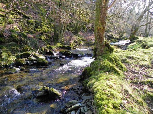 26.-Downstream-from-Lyncombe-Bridge-2