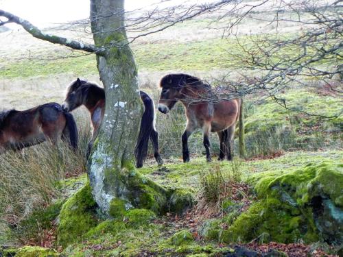 26.-Exmoor-ponies-by-Hoaroak-Water-2