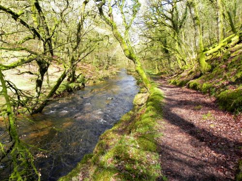26.-Flowing-past-Yamson-Coppice-2