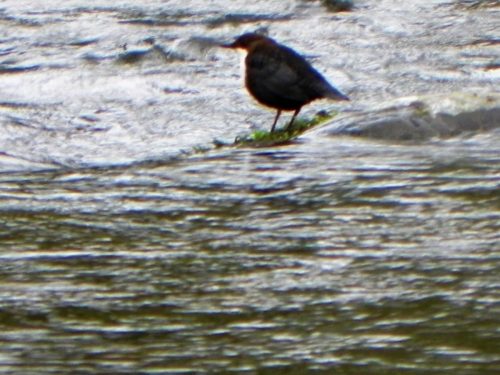 27.-Dipper-fishing-on-Oare-Water-2
