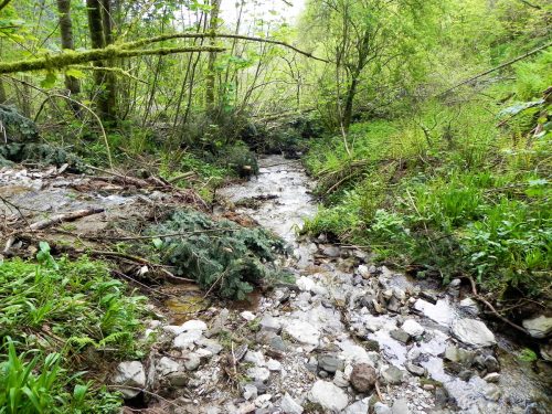 27.-Downstream-from-Forehill-Wood-waterfall-12 (1)