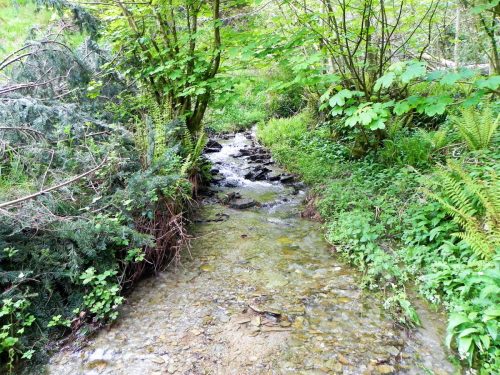 27.-Downstream-from-Forehill-Wood-waterfall-14 (1)