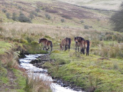 27.-Exmoor-ponies-by-Hoaroak-Water-2