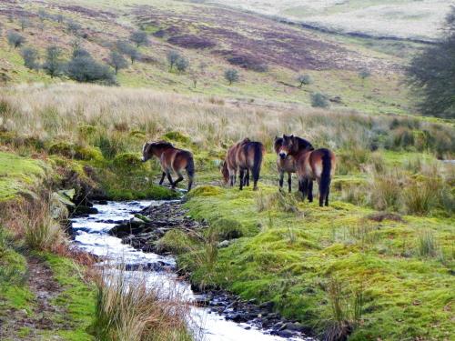 27.-Exmoor-ponies-by-Hoaroak-Water-3