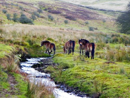 27.-Exmoor-ponies-by-Hoaroak-Water-4