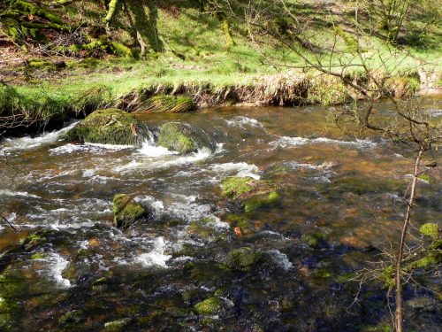 27.-Flowing-past-Yamson-Coppice-2