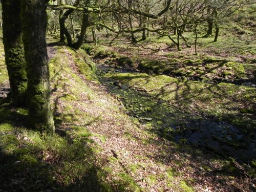 27.-Flowing-through-Bromham-Wood