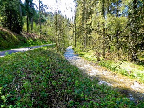 27.-Flowing-through-Druids-Combe-Wood-13