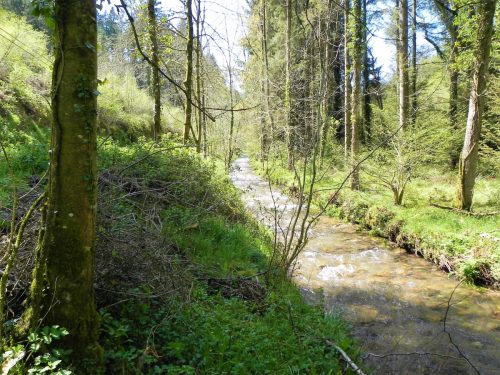 27.-Flowing-through-Druids-Combe-Wood-8