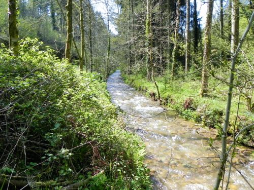 27.-Flowing-through-Druids-Combe-Wood-9