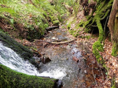 28.-Downstream-from-Luccombe-Plantation-Bridge-2