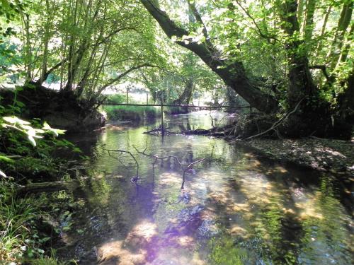 28.-Downstream-from-Perry-Copse-Tributary-Stream-join-2