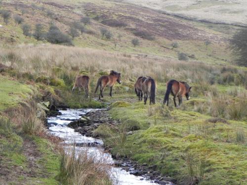28.-Exmoor-ponies-by-Hoaroak-Water-2