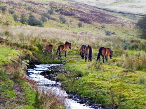 28.-Exmoor-ponies-by-Hoaroak-Water-3